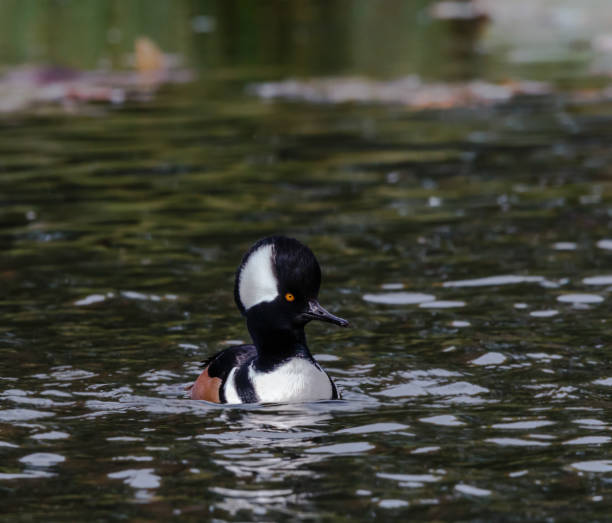 istock Hood Merganser Male single 2189115484