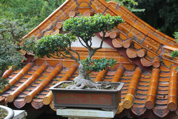 istock A small tree is in a pot on top of a building 2189116083