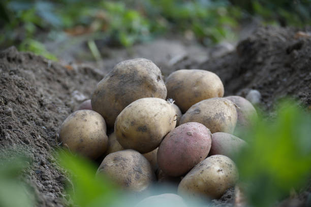 A close-up view of freshly harvested potatoes in a garden, highlighting organic agriculture and the richness of natural produce.