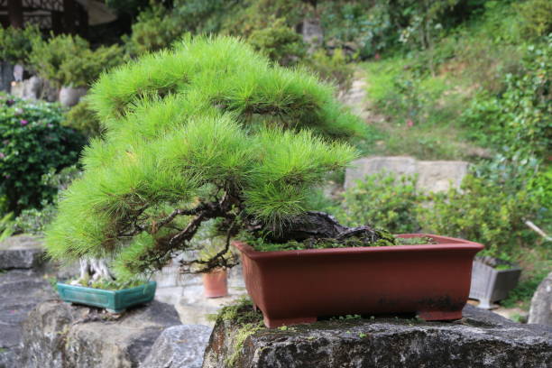 istock A small green tree is in a red pot on a stone 2189118273