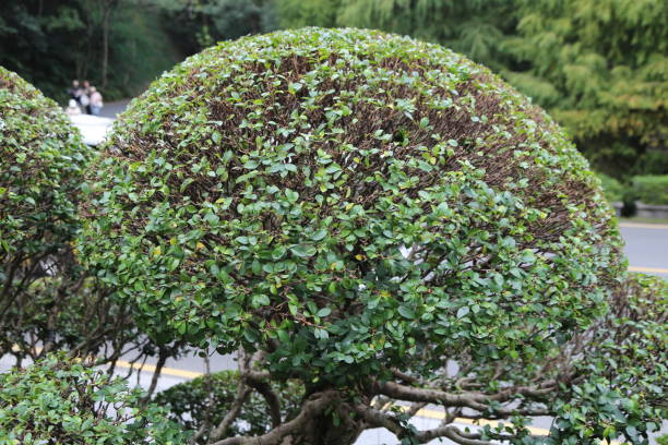 istock A small tree with a round shape is growing in a garden 2189118867