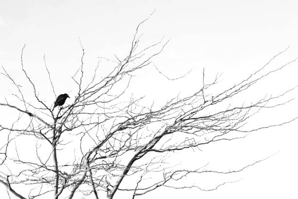 istock Spooky twisted knarled tree branches and twigs with a raven or crow sitting in it 2189119070