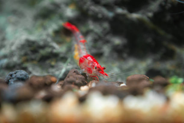 istock Vibrant Red Rili shrimp (Neocaridina davidi var. 'Rili') in a freshwater aquarium 2189121886