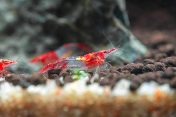 istock Close-up shot of a Red Rili shrimp (Neocaridina davidi var. 'Rili') 2189121901