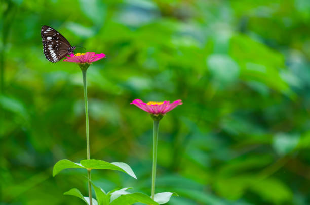 The butterfly and flowers , Butterfly garden bougainvillea flower
