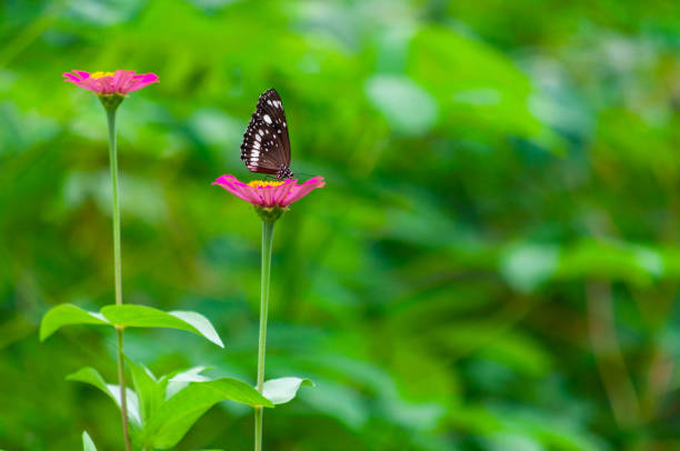 Beautiful butterfly is on multi colored flower in garden.