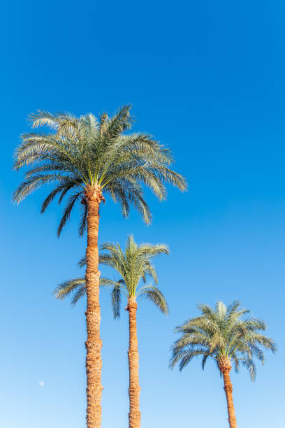 istock Palm tree with green leaves on blue background 2189125054