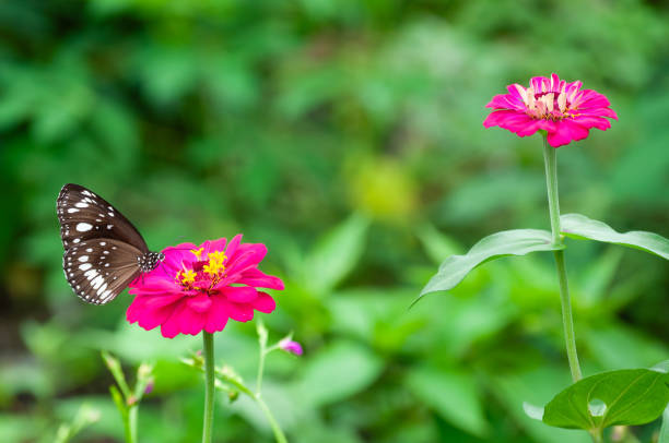 Beautiful butterfly is on multi colored flower in garden.