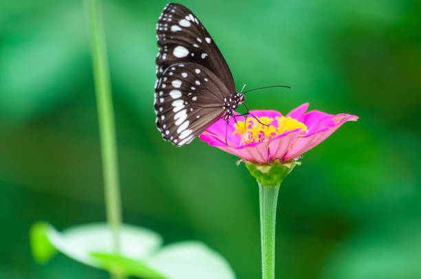 Photo of a butterfly perched on a red Zinnia elegans flower