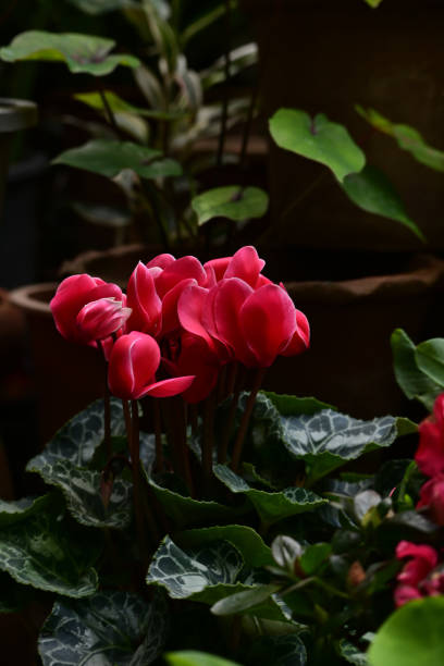 Closeup blooming purple flowers cyclamen in clay pod under morning sunlight in garden at Chiang Mai, Thailand