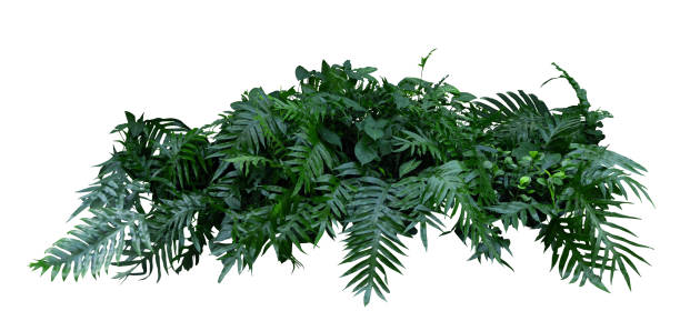 istock Tropical plant fence moss bush tree jungle monstera leaf isolated on white background with clipping path. 2189125507
