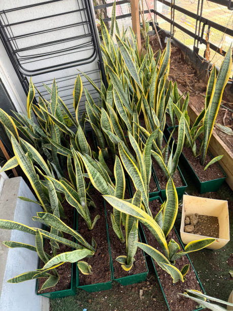 Image of plant troughs of clumps of mother-in-law's tongue houseplants (Dracaena trifasciata) in a row, sword-shaped variegated leaves, artificial turf floored residential balcony, elevated view, focus on foreground Stock photo showing close-up view of plant troughs planted up with clumps of the evergreen, erect, sword-shaped variegated leaves of Dracaena trifasciata, formerly known as Sansevieria trifasciata. These houseplants are commonly known as mother-in-law's tongue, snake plant, Saint George's sword or viper's bowstring hemp. annoying mother in law stock pictures, royalty-free photos & images