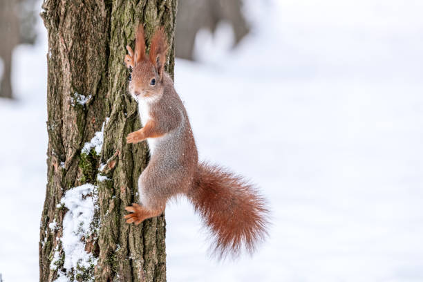 istock little squirrel with bushy tail sitting on tree trunk in snowy winter park. 2189126595