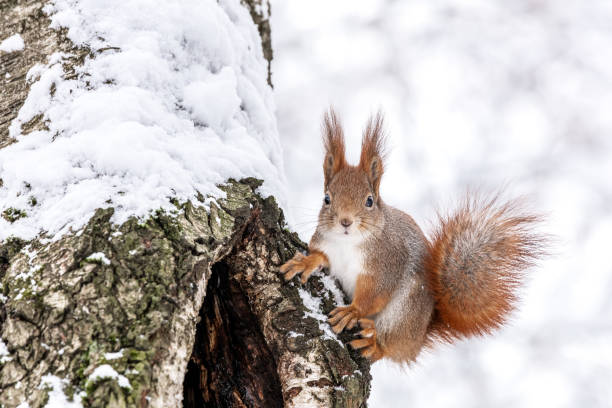 istock fluffy squirrel sitting on snow-covered tree trunk in winter forest. 2189126617