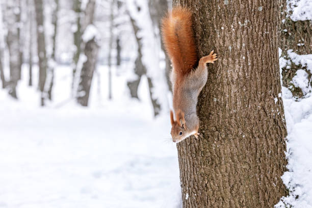 istock hungry young red squirrel sits on tree trunk in winter park. 2189126645