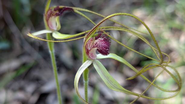 istock Hybrid Daddy long legs x Arrowsmith green spider orchid 2189127922