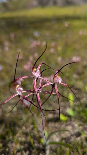 istock Crimson spider orchid basking in the sun 2189128666