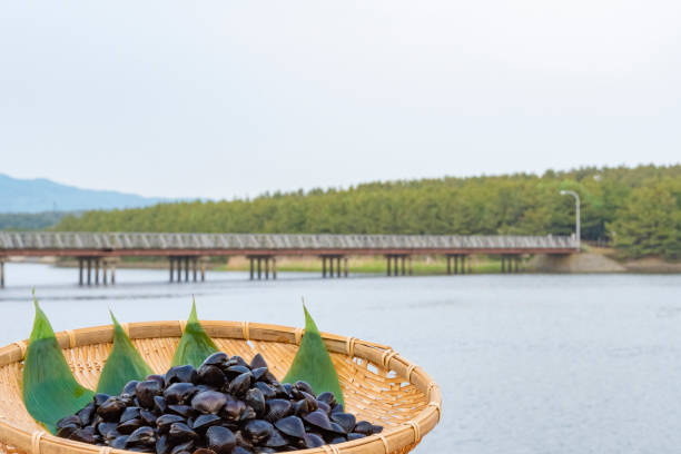 istock Freshwater clam (Shijimi clam) from Lake Jusan, Aomori Pref. 2189128743