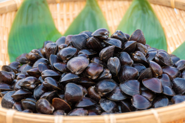 istock Freshwater clam (Shijimi clam) on a colander, Aomori 2189128752