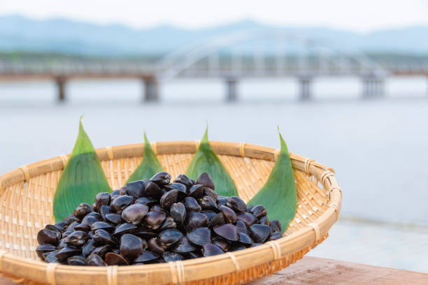 istock Freshwater clam (Shijimi clam) from Lake Jusan, Aomori Pref. 2189128756