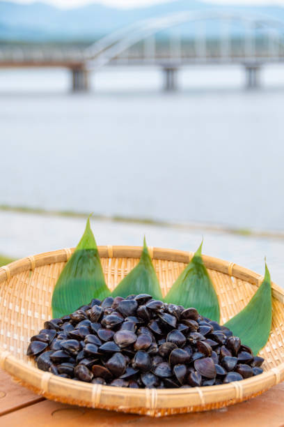 istock Freshwater clam (Shijimi clam) from Lake Jusan, Aomori Pref. 2189128766