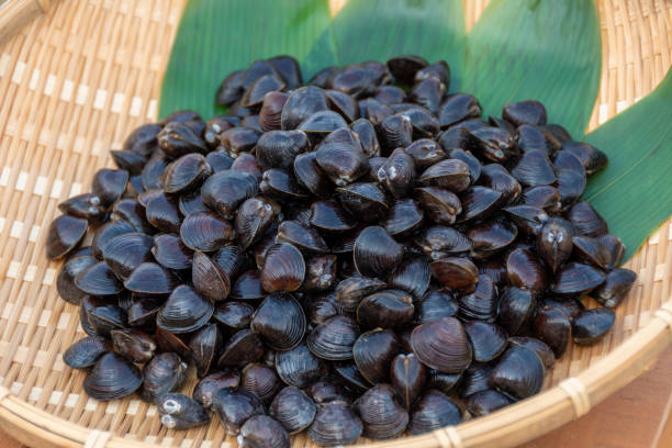 istock Freshwater clam (Shijimi clam) on a colander, Aomori 2189128787