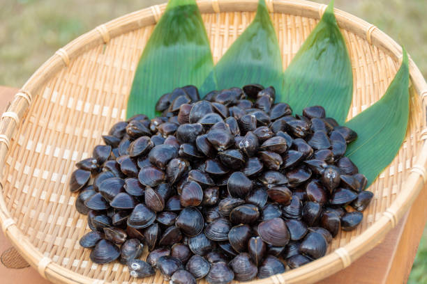 istock Freshwater clam (Shijimi clam) on a colander, Aomori 2189128788