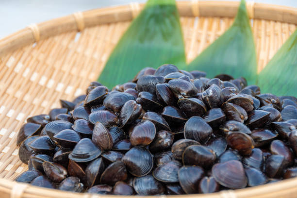 istock Freshwater clam (Shijimi clam) on a colander, Aomori 2189128790