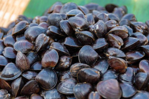 istock Freshwater clam (Shijimi clam) from Lake Jusan, Aomori Pref. 2189128794