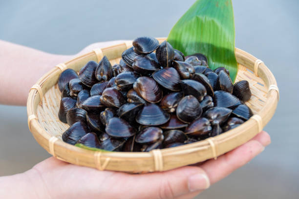 istock Freshwater clam (Shijimi clam) from Lake Jusan in hand, Aomori Pref. 2189128823