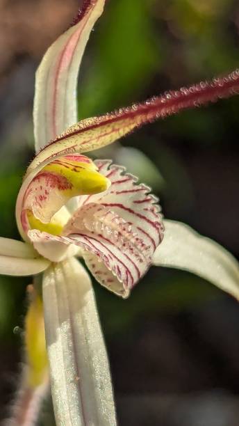 istock Yuna spider orchid caladenia 2189128860