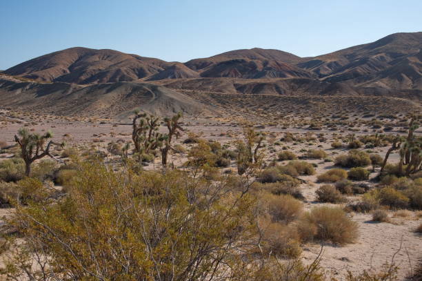 istock Joshua tree in desert landscape 2189129627
