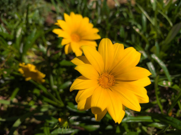 istock Flowers that bloom in the southern hemisphere during spring 2189131499