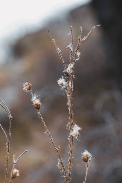 istock Beautiful dried herb in late autumn against blur natural background, vertical format, selective focus. 2189131857