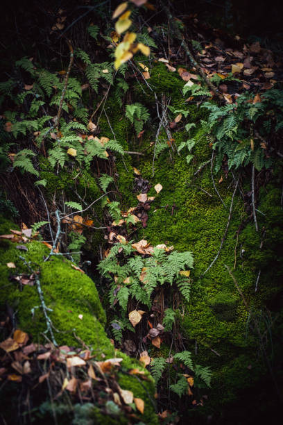 Beautiful atmospheric green fern and moss background, vertical format, selective focus. Nature, pattern organic, forest, fairy tale concept