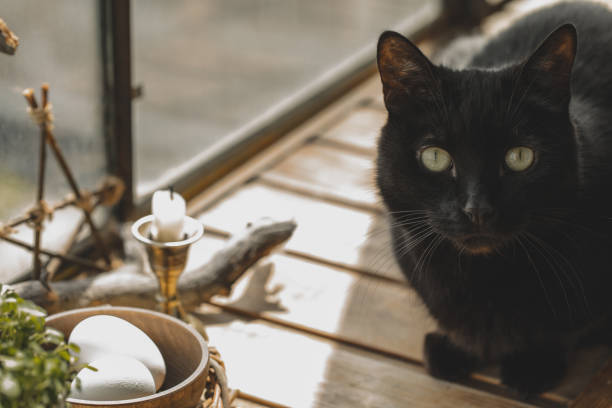 Big black cat sits next to spring home altar on wooden surface on the balcony under the sun, selected focus.