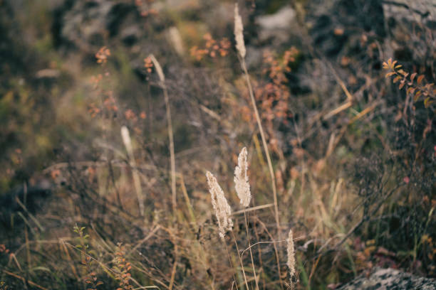 Beautiful atmospheric dry herbs in late autumn, selective focus, blur. Natural background, November, October, mood, detail, authentic concept.
