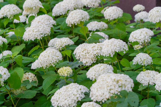 istock Hydrangea Flowers, Blooming White Hortensia, Hydrangea Paniculata Flower Closeup, Large Inflorescences 2189132828