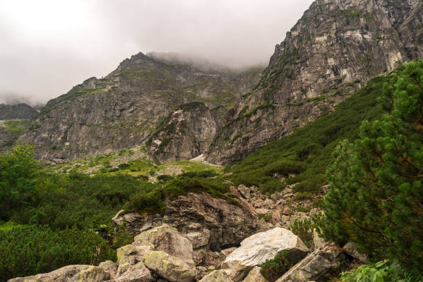 Mountain path, stone path in forest, trekking, lined with stones. Rock trail, trekking way, wild summer walkway, beauty forest landscape