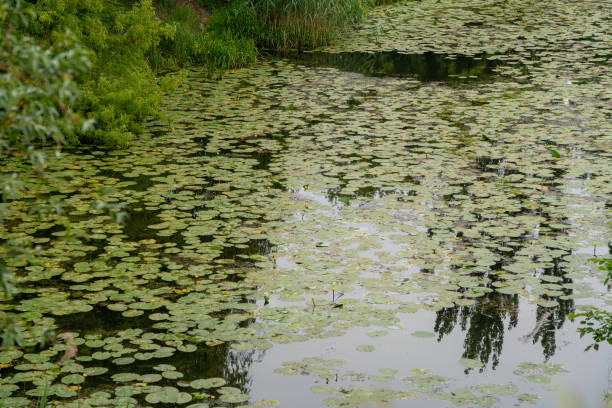 istock Pond covered with lily pads, dense green vegetation around, calm water, natural reflections, peaceful setting 2189133126