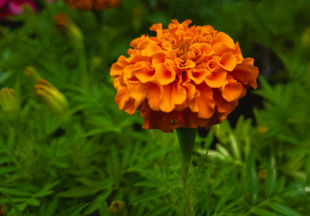 Flowers that bloom in the southern hemisphere during spring