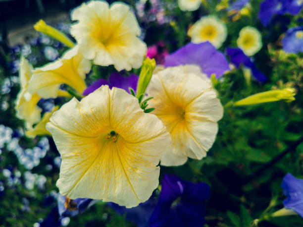 Flowers that bloom in the southern hemisphere during spring