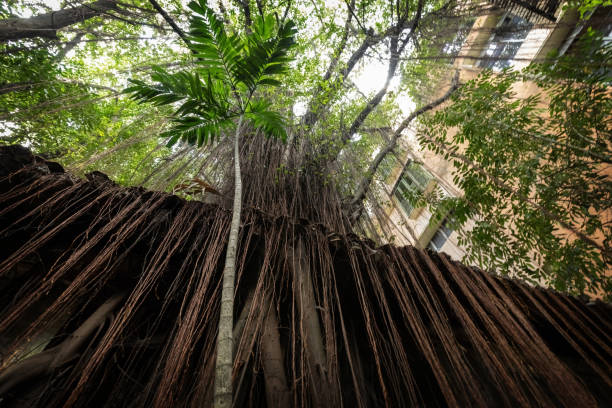 istock Jungle inside the house yard in Ipoh Malaysia 2189134148