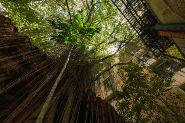 istock Jungle inside the house yard in Ipoh Malaysia 2189134187