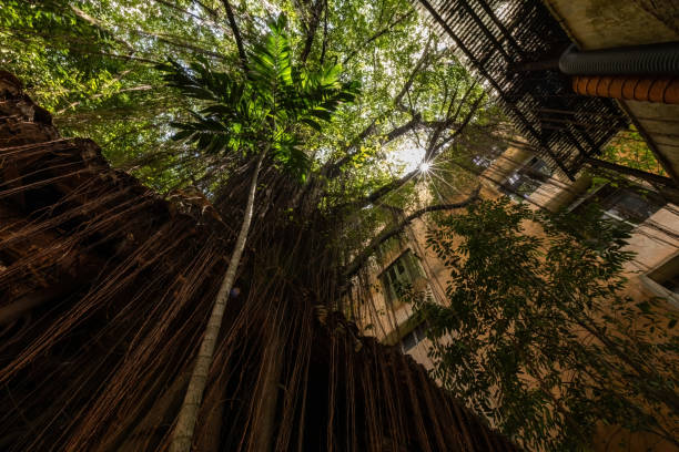 istock Jungle inside the house yard in Ipoh Malaysia 2189134188