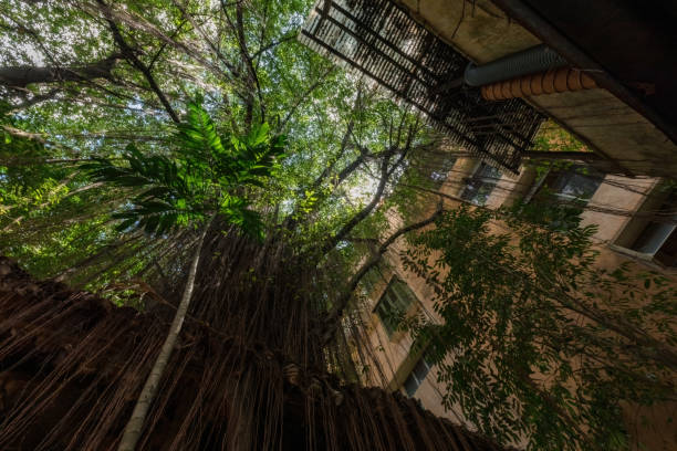 Jungle inside the house yard in Ipoh Malaysia