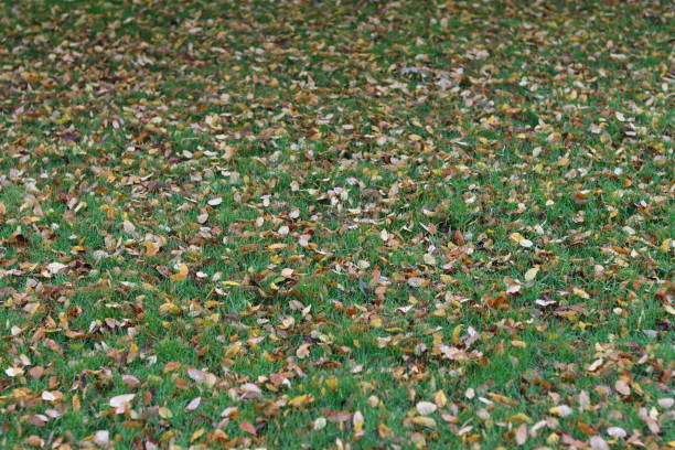 Yellow, gold and brown autumn leaves lying on grass