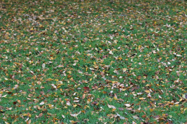 istock Yellow, gold and brown autumn leaves lying on grass 2189134422