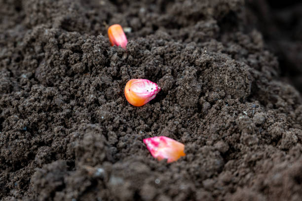 istock corn seeds sown in a row on a field in the ground 2189134536