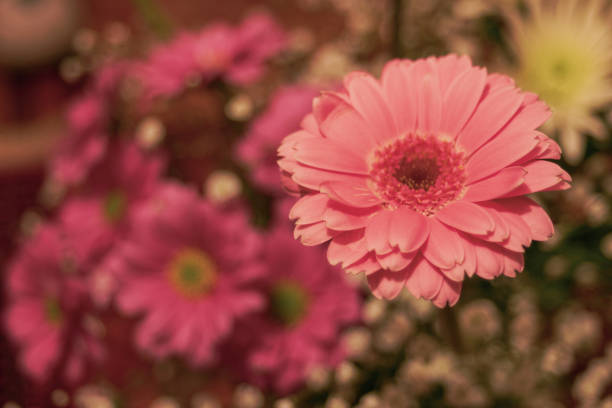 Flowers that bloom in the southern hemisphere during spring